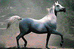 Konie - 1761.gif