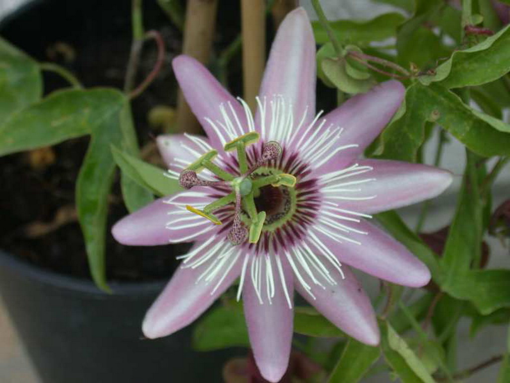 Passiflora - passiflora 36.jpg