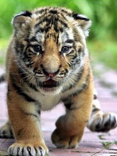 Avatary różne - Tiger_3.jpg