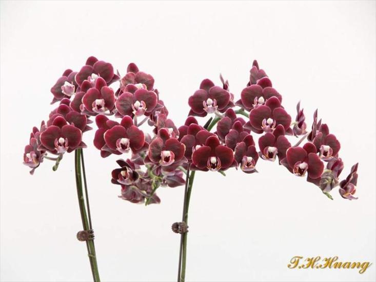 Orchidee w Tajwanie - Slajd6.JPG