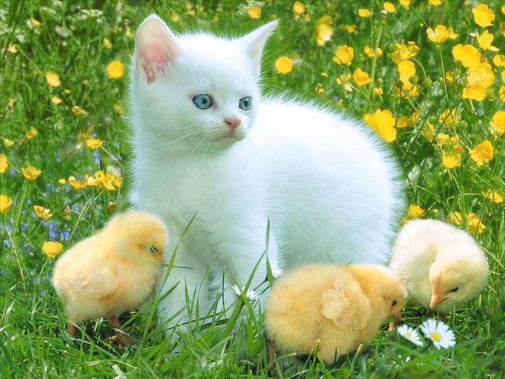 Różności - Kitty_and_Chicken_-_a_friends.jpg