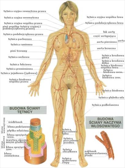 Anatomia - tętnice głowne ciała.jpg