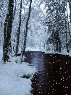 Widoczki2 - Zima w lesie.gif