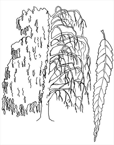 Drzewa - kolorowanki i plansze - wierzba.gif