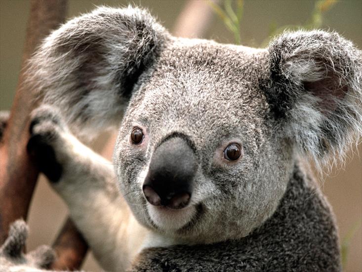 tapety na pulpit - Koala.jpg