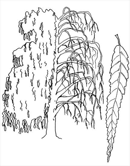 Drzewa liściaste - wierzba.gif