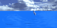 delfiny - dauphin000.gif