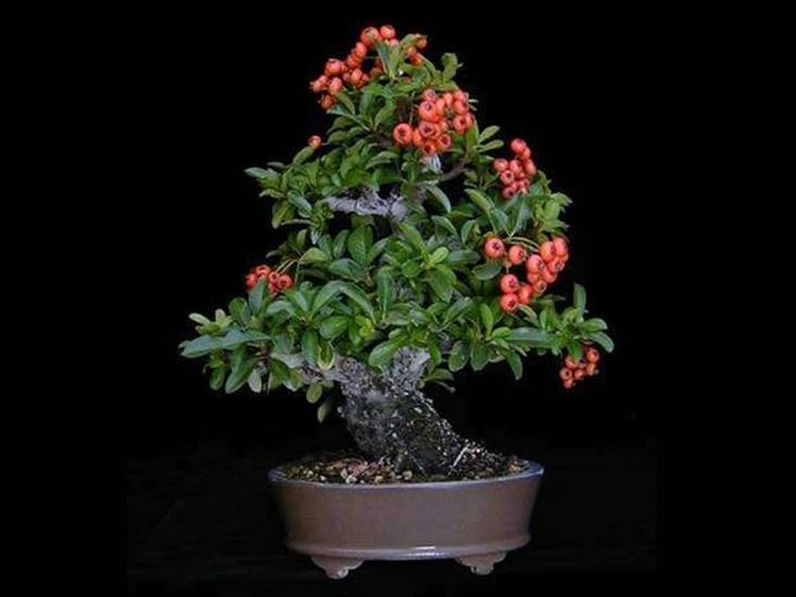 Bonsai1 - bonsai 501.JPG