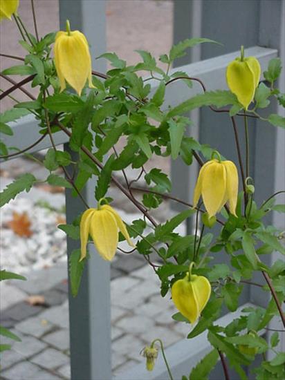 Szata roślinna - Clematis tangutica Lambdon Park - powojnik tangucki.jpg