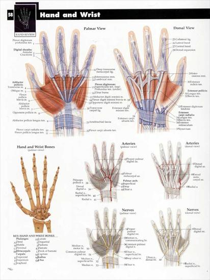 plansze dydaktyczne - budowa ciała człowieka ENG - 95-Nadgarstek i dłoń.jpg