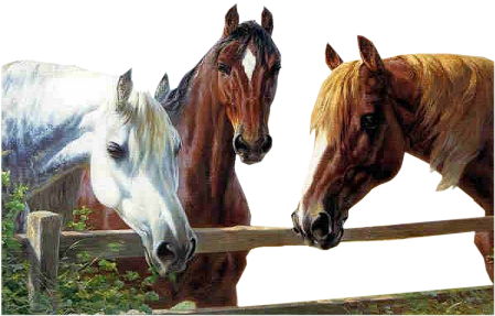 zwierzęta - konie 28.png