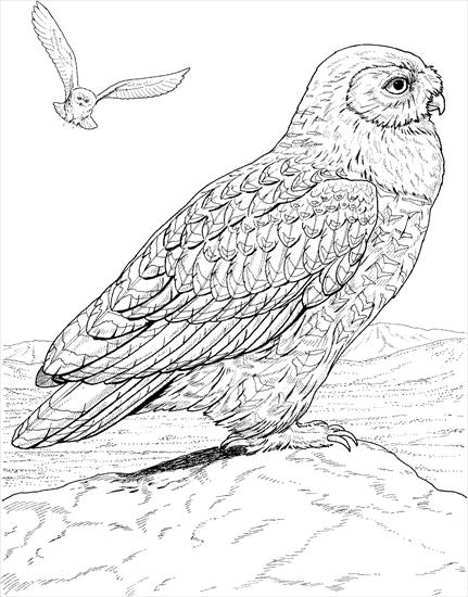 sowa - sowa - kolorowanki ptaki 23.gif