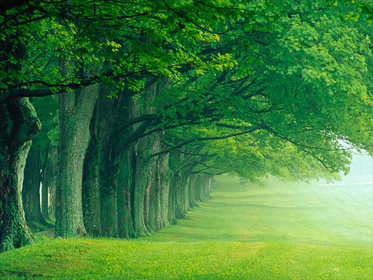 Drzewa - Lush Summer, Louisville, Kentucky - 1600x1200 - .jpg